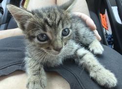 Found/Stray Female Cat last seen Gilbert and Orange, Anaheim, CA 92804