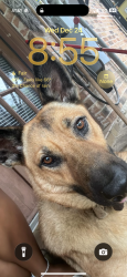 Lost Female Dog last seen Hereford Ave. , Zachary, LA 70791