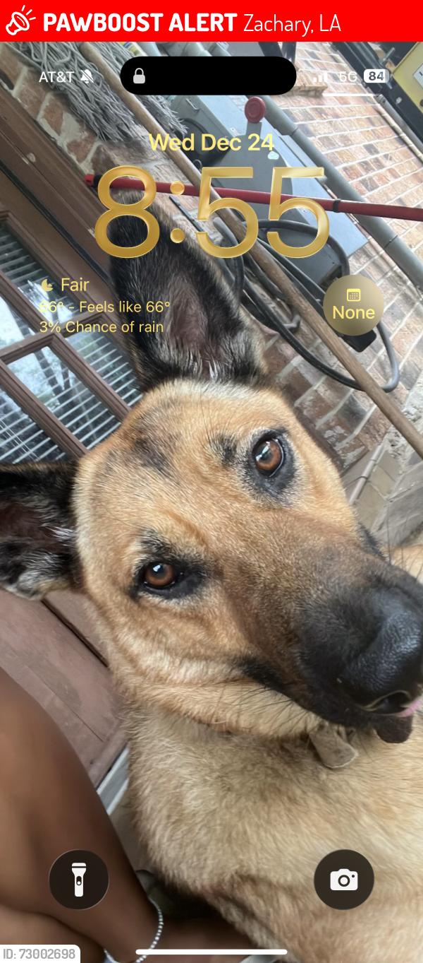 Lost Female Dog last seen Hereford Ave. , Zachary, LA 70791