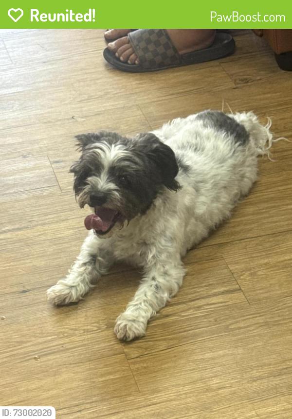 Reunited Male Dog last seen Broad ave. , Belle Vernon, PA 15012