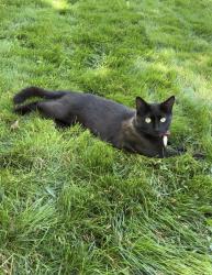 Lost Female Cat last seen Close to the easthaven neighborhood entrance, Charlotte, NC 28212