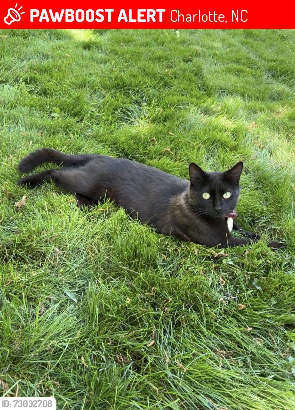 Lost Female Cat last seen Close to the easthaven neighborhood entrance, Charlotte, NC 28212
