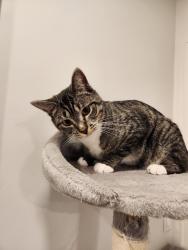 Reunited Male Cat last seen Near E 3100 N, Layton, UT 84040