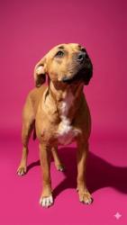 Shelter Stray Female Dog last seen CASSAT AVE, 2020 Forest St, Jacksonville, FL 32204, USA