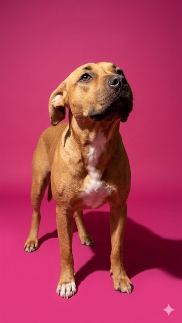 Shelter Stray Female Dog last seen CASSAT AVE, 2020 Forest St, Jacksonville, FL 32204, USA