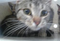 Shelter Stray Female Cat last seen Near BLOCK N MACARTHUR BLVD, 2811 SE 29th St, Oklahoma City, OK 73129, USA