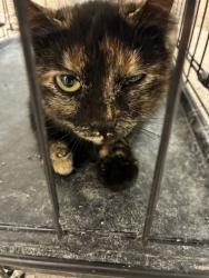 Shelter Stray Female Cat last seen Near BLOCK BIRCH, 12155 Park Blvd, Brighton, CO 80601, USA