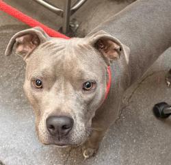 Shelter Stray Female Dog last seen , 4000 N Silverbell Rd, Tucson, AZ 85745, USA