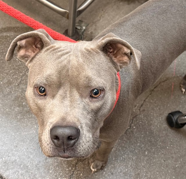 Shelter Stray Female Dog last seen , 4000 N Silverbell Rd, Tucson, AZ 85745, USA