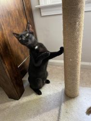 Lost Female Cat last seen Near fox hills drive se Marietta ga 30067, Marietta, GA 30067