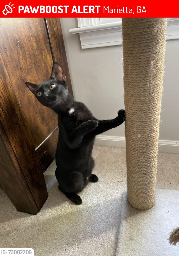 Lost Female Cat last seen Near fox hills drive se Marietta ga 30067, Marietta, GA 30067