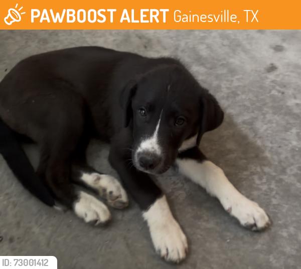 Found/Stray Female Dog last seen Near Gainesville Texas , Gainesville, TX 76240