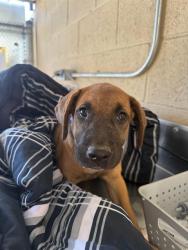 Shelter Stray Female Dog last seen Near BLK S UNION AV BAKERSFIELD,CA, 201 S Mt Vernon Ave, Bakersfield, CA 93307, USA