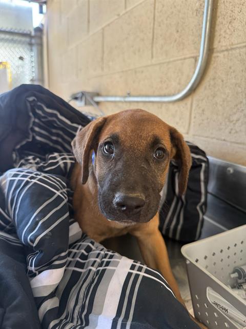 Shelter Stray Female Dog last seen Near BLK S UNION AV BAKERSFIELD,CA, 201 S Mt Vernon Ave, Bakersfield, CA 93307, USA