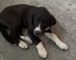 Found/Stray Female Dog last seen Near Gainesville Texas , Gainesville, TX 76240