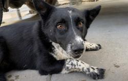 Shelter Stray Female Dog last seen Near BLK GREENHORN MOUNTAIN CT, BAKERSFIELD, CA, 201 S Mt Vernon Ave, Bakersfield, CA 93307, USA