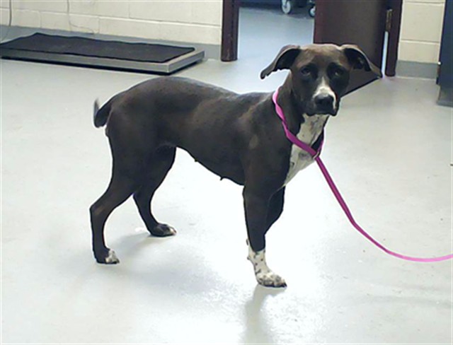 Shelter Stray Female Dog last seen Near BLOCK MEDIA DR, FAYETTEVILLE NC 28314, 4704 Corporation Dr, Fayetteville, NC 28306, USA