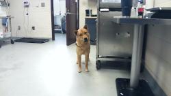 Shelter Stray Male Dog last seen Near DEWSBERRY PL, FAYETTEVILLE NC 28304, 4704 Corporation Dr, Fayetteville, NC 28306, USA