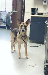 Shelter Stray Female Dog last seen Near GEORGETOWN CIR, FAYETTEVILLE NC 28314, 4704 Corporation Dr, Fayetteville, NC 28306, USA