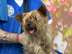Shelter Stray Male Dog last seen CACTUS AND RANDALL, 333 Chandler Pl, San Bernardino, CA 92408, USA