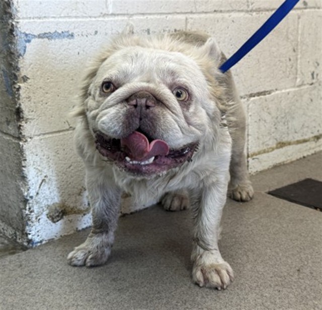 Shelter Stray Male Dog last seen RAMONA AND N OAKDALE, 333 Chandler Pl, San Bernardino, CA 92408, USA