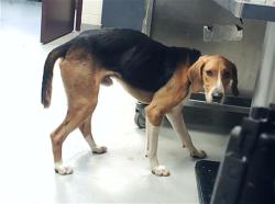 Shelter Stray Male Dog last seen Near TURNBULL RD, FAYETTEVILLE NC 28312, 4704 Corporation Dr, Fayetteville, NC 28306, USA