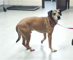 Shelter Stray Male Dog last seen Near KELMSCOT CT, FAYETTEVILLE NC 28303, 4704 Corporation Dr, Fayetteville, NC 28306, USA
