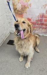 Shelter Stray Male Dog last seen N MACY ST AND ELLEN ST, 333 Chandler Pl, San Bernardino, CA 92408, USA