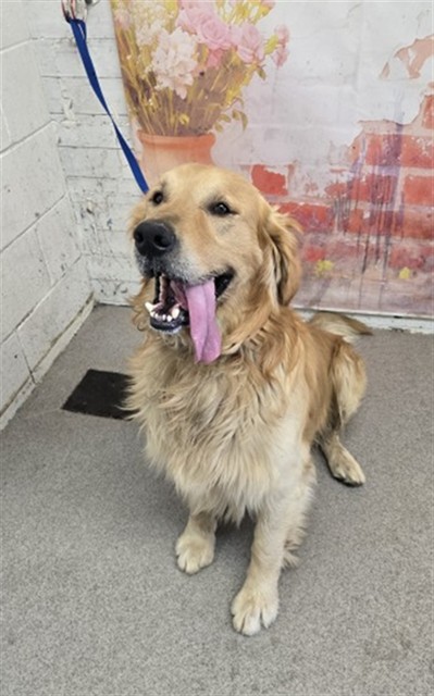 Shelter Stray Male Dog last seen N MACY ST AND ELLEN ST, 333 Chandler Pl, San Bernardino, CA 92408, USA