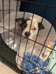 Shelter Stray Female Dog last seen Near BLOCK HAMILTON AVE/LENA AVE,63136, 10521 Baur Blvd, Olivette, MO 63132, USA