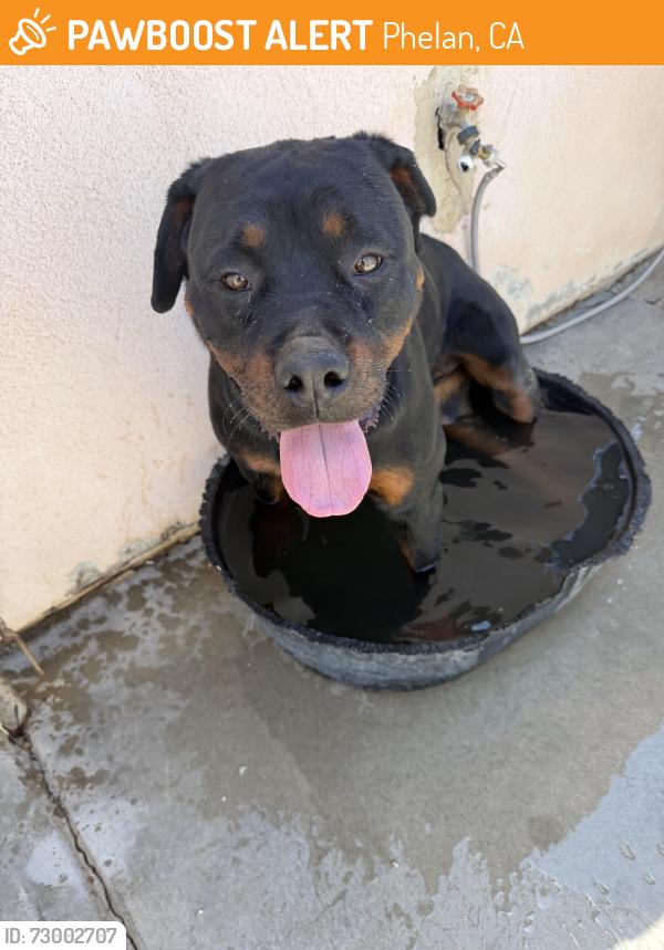 Found/Stray Female Dog last seen Wilson Ranch and railroad tracks, Phelan, CA 92371
