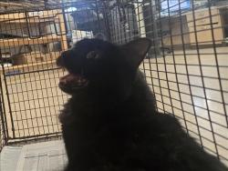 Shelter Stray Female Cat last seen , 957 N Gaffey St, San Pedro, CA 90731, USA