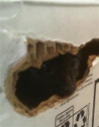 Shelter Stray Unknown Cat last seen CHARLOTTE, 8315 Byrum Dr, Charlotte, NC 28217, USA