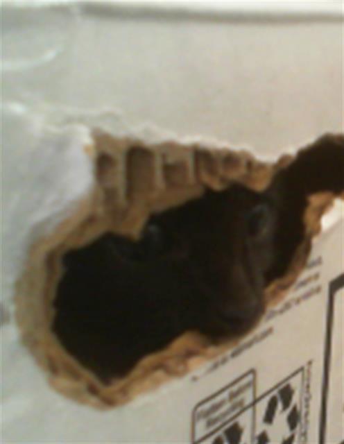 Shelter Stray Unknown Cat last seen CHARLOTTE, 8315 Byrum Dr, Charlotte, NC 28217, USA