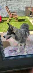 Found/Stray Unknown Dog last seen San Francisco and Spring, Long Beach, CA 90806