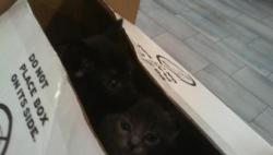 Shelter Stray Unknown Cat last seen CHARLOTTE, 8315 Byrum Dr, Charlotte, NC 28217, USA