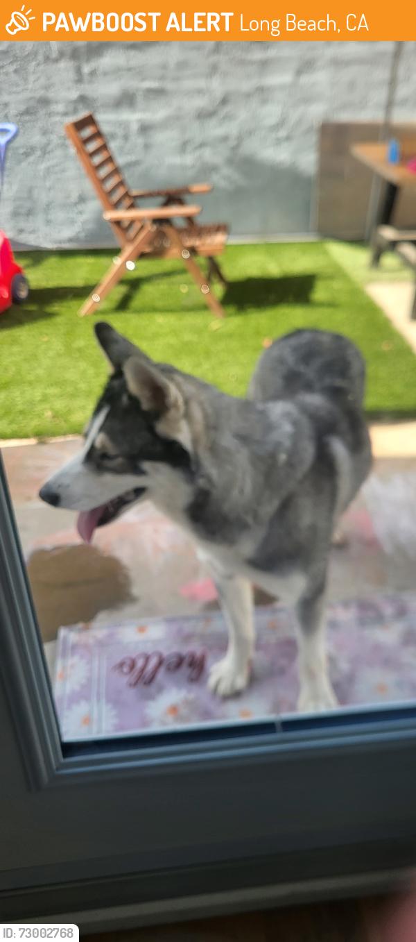 Found/Stray Unknown Dog last seen San Francisco and Spring, Long Beach, CA 90806
