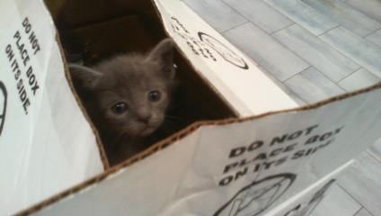 Shelter Stray Unknown Cat last seen CHARLOTTE, 8315 Byrum Dr, Charlotte, NC 28217, USA