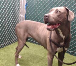 Shelter Stray Female Dog last seen , 11258 Garfield Ave, Downey, CA 90242, USA