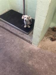 Shelter Stray Female Dog last seen AHERN ST & N C ST, 2127 Front St, Sacramento, CA 95818, USA