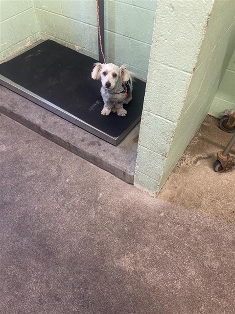 Shelter Stray Female Dog last seen AHERN ST & N C ST, 2127 Front St, Sacramento, CA 95818, USA