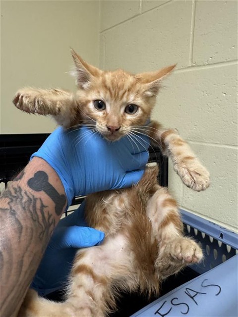 Shelter Stray Male Cat last seen ASTORIA ST & ROANOKE AVE, 2127 Front St, Sacramento, CA 95818, USA