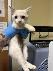 Shelter Stray Female Cat last seen ASTORIA ST & ROANOKE AVE, 2127 Front St, Sacramento, CA 95818, USA