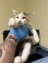 Shelter Stray Female Cat last seen ASTORIA ST & ROANOKE AVE, 2127 Front St, Sacramento, CA 95818, USA