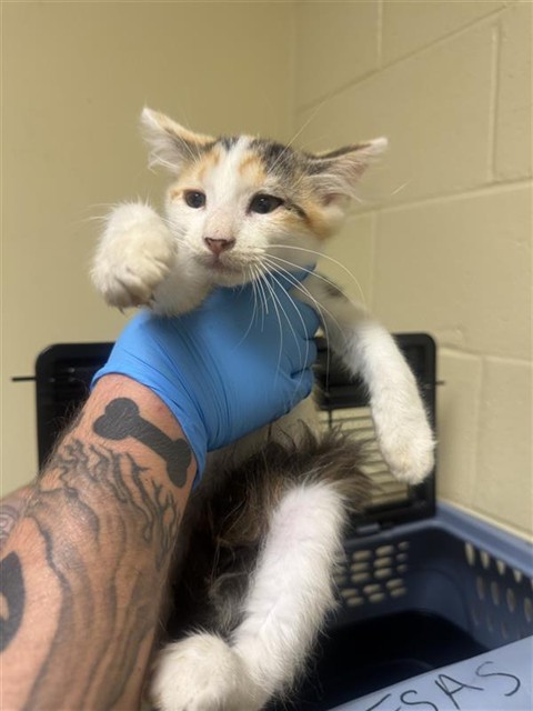 Shelter Stray Female Cat last seen ASTORIA ST & ROANOKE AVE, 2127 Front St, Sacramento, CA 95818, USA