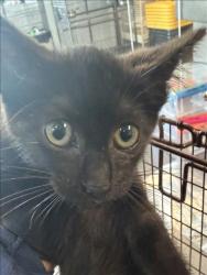 Shelter Stray Male Cat last seen , 11361 W Pico Blvd, Los Angeles, CA 90064, USA