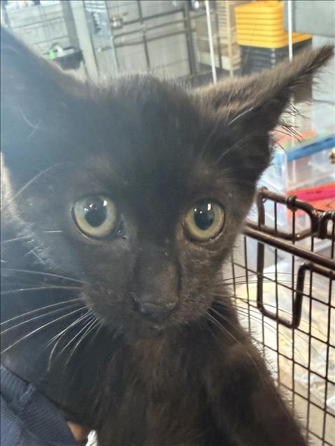Shelter Stray Male Cat last seen , 11361 W Pico Blvd, Los Angeles, CA 90064, USA