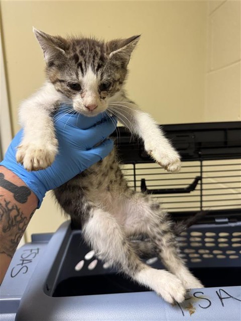 Shelter Stray Male Cat last seen ASTORIA ST & ROANOKE AVE, 2127 Front St, Sacramento, CA 95818, USA