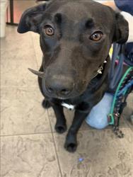 Shelter Stray Female Dog last seen , 11361 W Pico Blvd, Los Angeles, CA 90064, USA