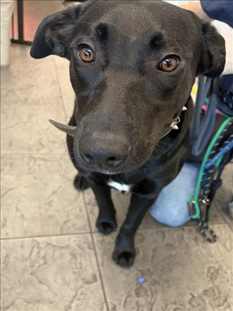Shelter Stray Female Dog last seen , 11361 W Pico Blvd, Los Angeles, CA 90064, USA